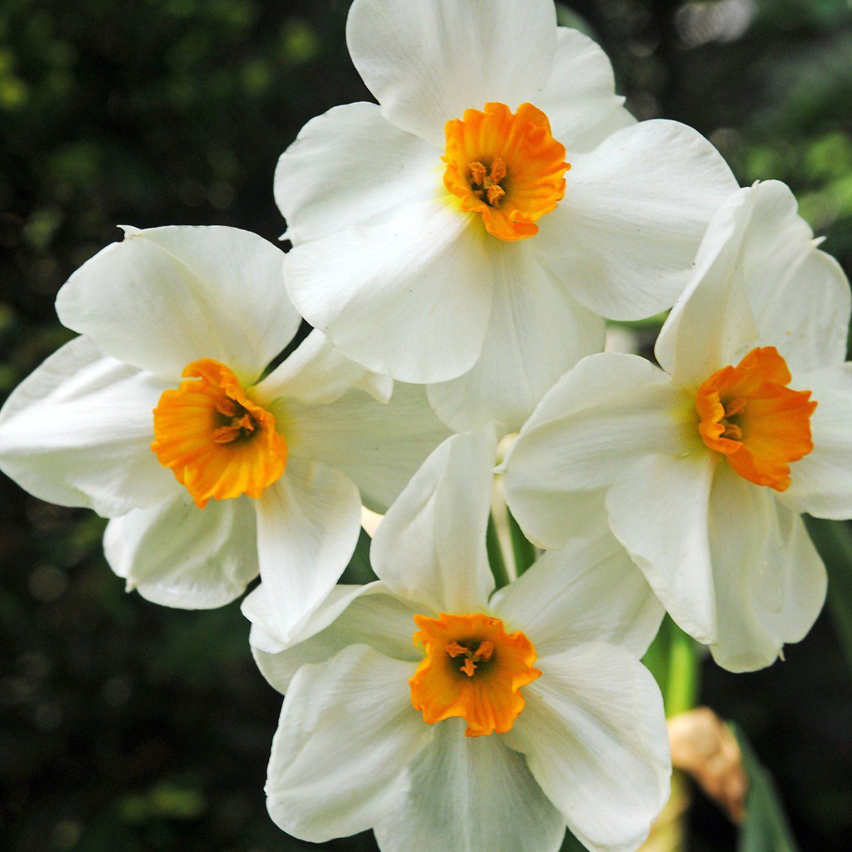 5035714014710 1 Daffodil Geranium.jpg